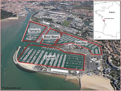 What is hidden under our pontoons? Abundance and distribution of filter feeders (bivalves and tunicates) in the port area revealed. Artificial intelligence: an interesting analysis tool?